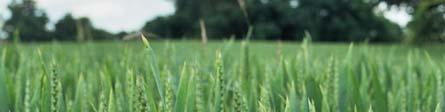 Such crop rotations could only be recommended where there are significant problems with herbicide-resistant grass weeds.
