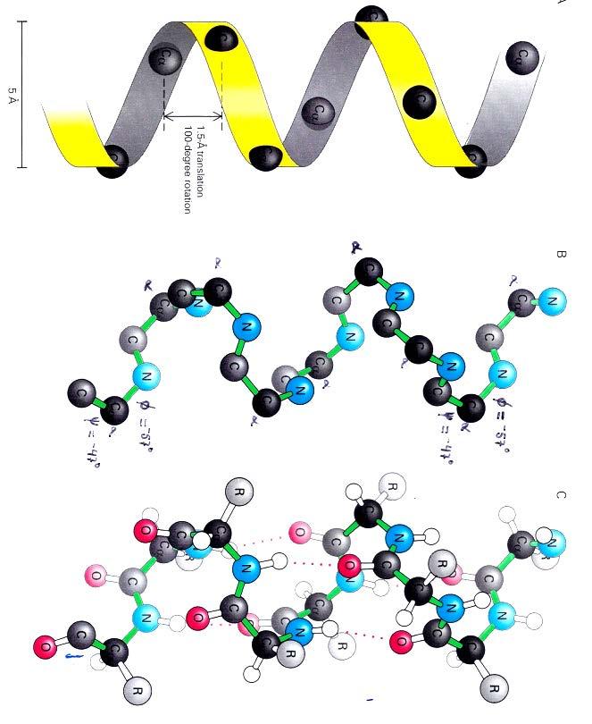The α Helix 4 1 Right handed Electrostatics -H-bonds all satisfied (as predicted) -Overall