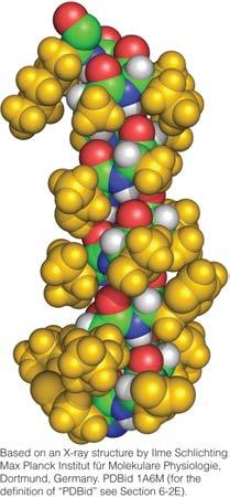 the helix The α Helix: Space Filling Model Helices can be