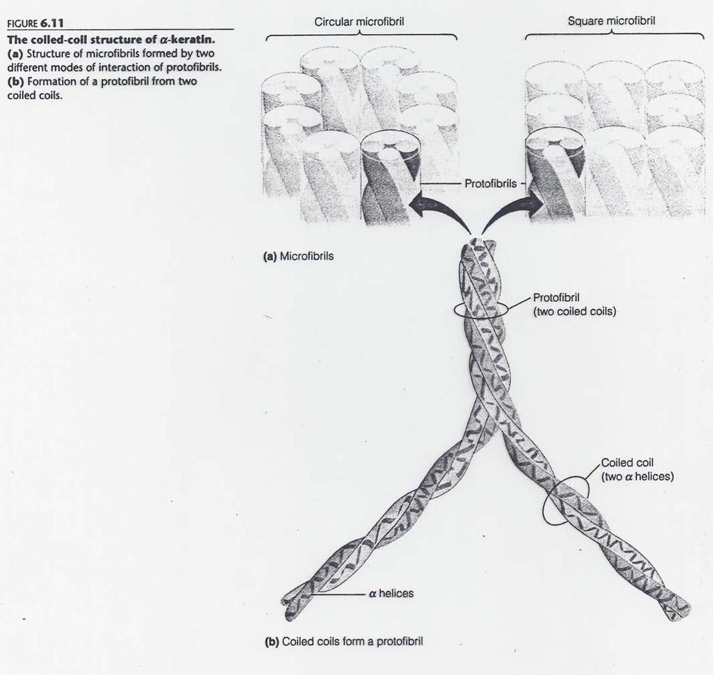 ) The α Helix: examples Fibrous Proteins: the a-keratin helix Another