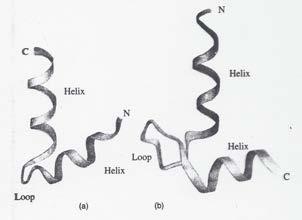 Protein Structure-Supersecondary Short turn Long turn bab b-hairpin aa Take a b-hairpin, which is an antiparallel b- sheet, but the topology of the strands is not sequential babab=rossmann Fold aa
