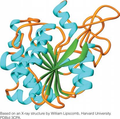 Protein Structure-Supersecondary Due to the right-handed twist in the b-strands, as you add more strands the structure comes back on itself to form