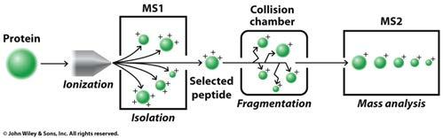 Determine the Sequence: Tandem MS Mass spectrometry uses mass-to-charge ratio of different ions to determine mass Tandem MS-MS: First selects a peptide,