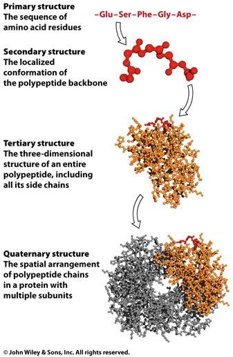 4 levels of protein structure In order to understand these levels of structure, you need to understand the nature of the polymer first.
