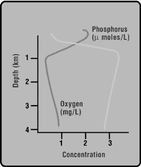 Below surface, oxygen concentration depends on the rates of photosynthesis and decomposition.