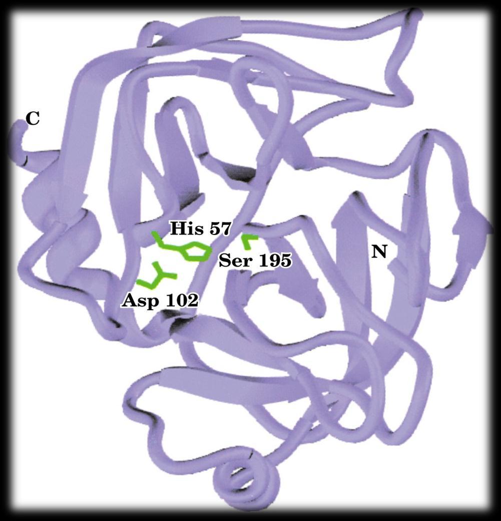 Page 519 Structure of trypsin enzyme That is the active site( aa