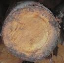 Obviously, shake is a serious defect and if detected in the log will result in rejection or severe volume