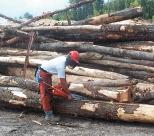 LOG SCALING PROCEDURES Log Lengths It is important that buyers and sellers of sawlogs understand the specifications being used in the market place.