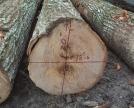 Measure diameter by holding the scale stick flush to the end of the log when the sawlog is cut flush. Take two diameter measurements at right angles to each other. The first being the shortest axis.