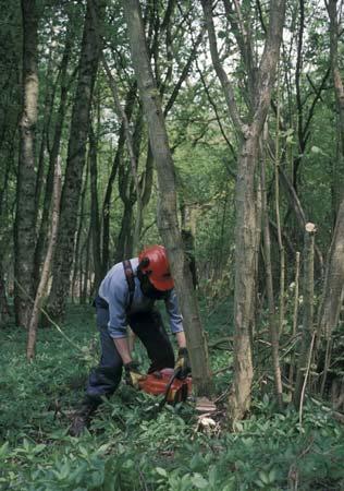 It is important to think about how the trees which are removed during harvesting will be replaced before starting any woodland management.