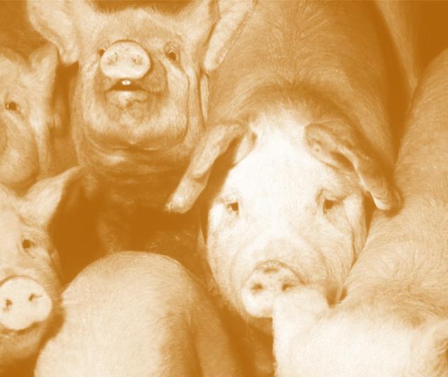 How Can the Pork Sector Help to Address Greenhouse Gas Emissions?