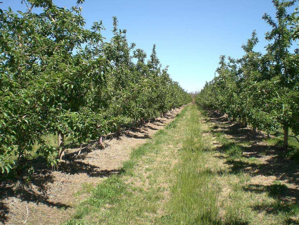 Orchard water use Example Microjet irrigated apple orchard ET o = 7 mm EAS = 40 % Understorey coefficient = 0.