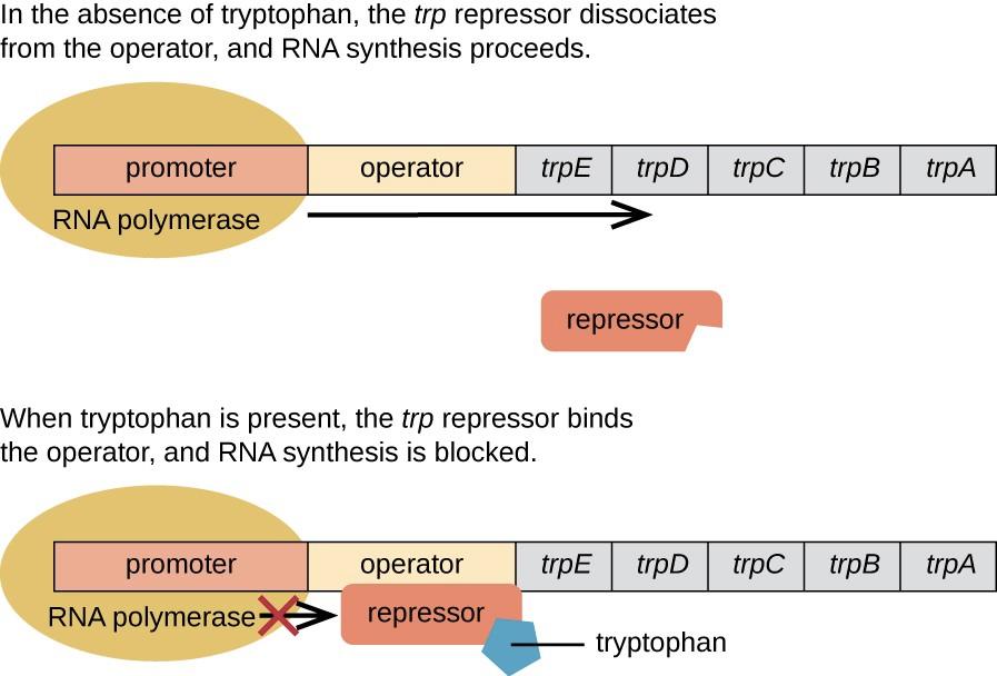 The Trp operon Trp operon cluster of 5 genes under the control of a