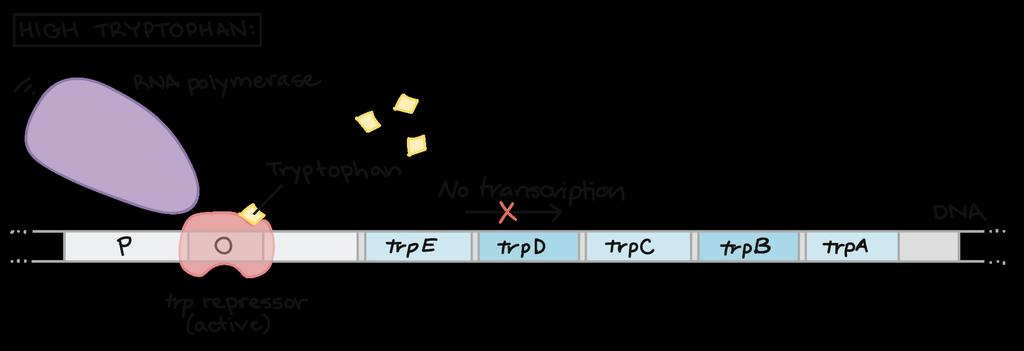 When tryptophan is present When tryptophan is present à Repressor is active Trp will bind to the repressor à repressor will bind to the
