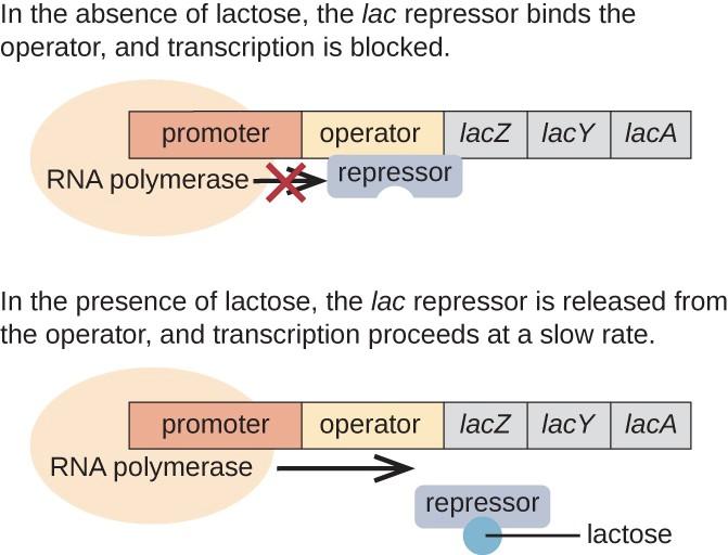 The Lac Operon Lac operon Cluster of 3 genes (lactose metabolism) under the control of a promotor and operator lacz, lacy,