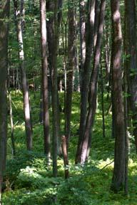 Energizing forests could be utilized in efforts to