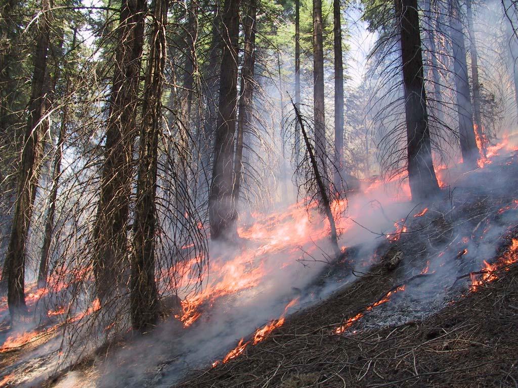 Forest Fires Surface Fire