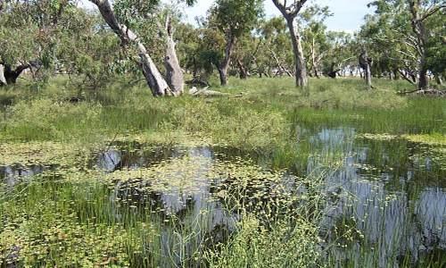 Vision Community understanding, caring and rehabilitation of wetland environments.
