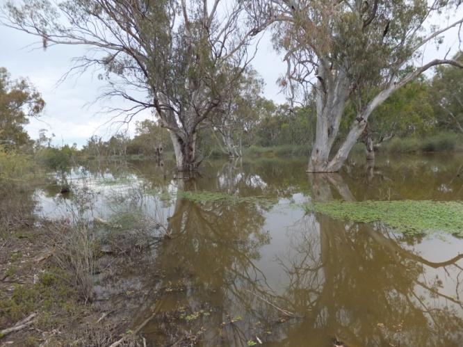 Mitta River Contact us Location of projects managed or initiated by the MDWWG Dr Deborah Nias CEO Murray Darling Wetlands Working Group Ltd PO Box