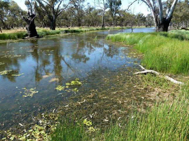 What the MDWWG does CAPABILITY STATEMENT The Staff and Directors of Murray Darling Wetlands Working Group Ltd. have over 20 years of experience in wetland and environmental flow management.
