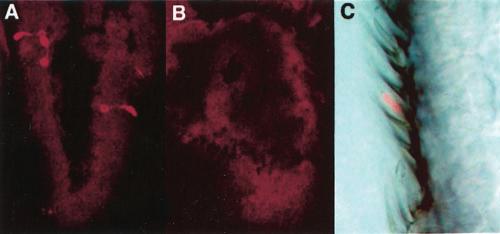 Elmore et al. Molecular Basis of Odor Tuning in Drosophila J. Neurosci., October 29, 2003 23(30):9906 9912 9909 Figure 3. Loss of Or43b antigen in Or43b mutants and localization to basiconic sensilla.