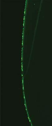 (E) Immunostaining of the tarsi from forelegs in Ir76b-Gal4/UAS-mCD8::GFP animals with anti-gfp.
