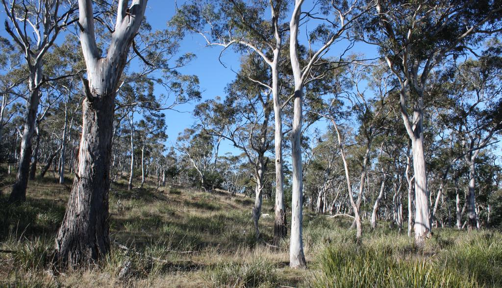 Locally common and abundant patches of native vegetation, such as this remnant grassy eucalypt woodland in the Tasmanian Midlands, may contain few threatened species, but such places warrant