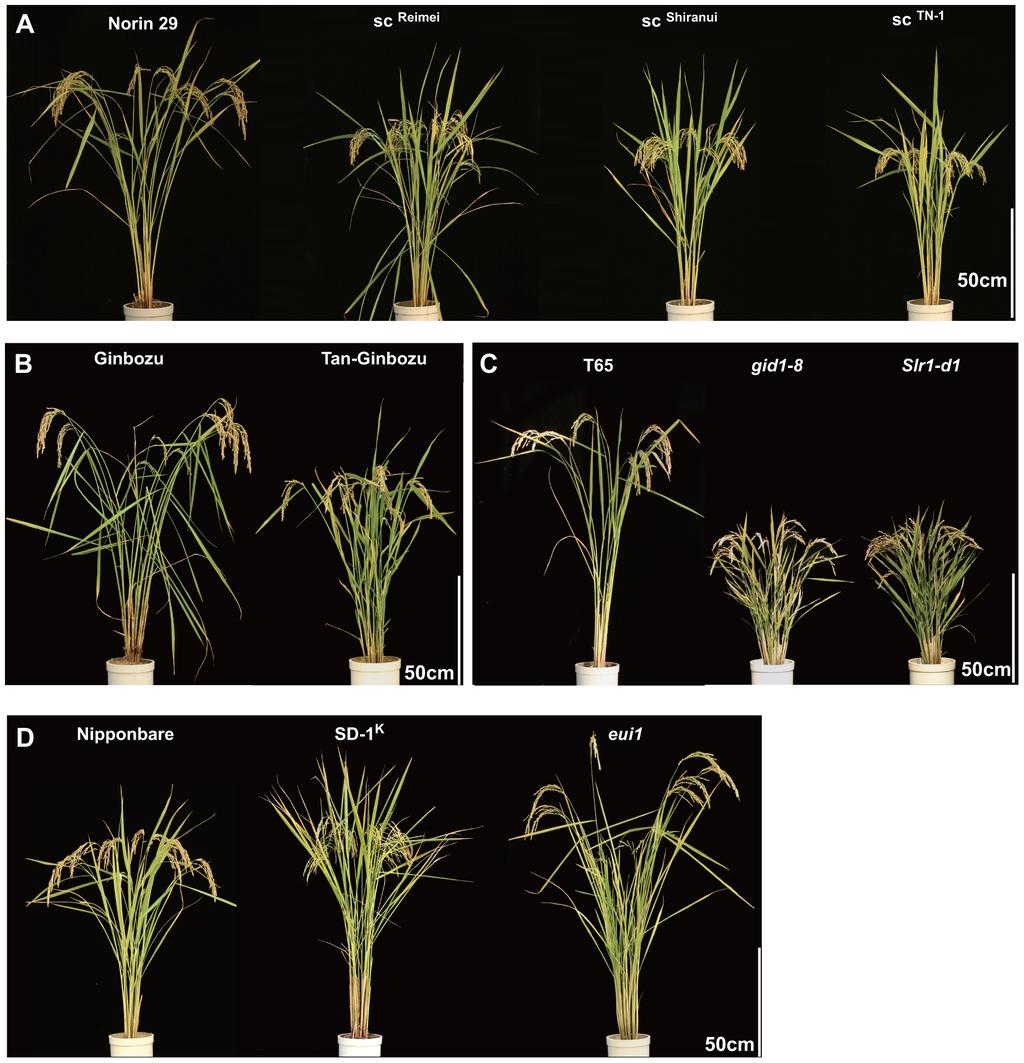 Improving Rice Yield by Gibberellin Figure 1. Gross morphology of plants used in this study.