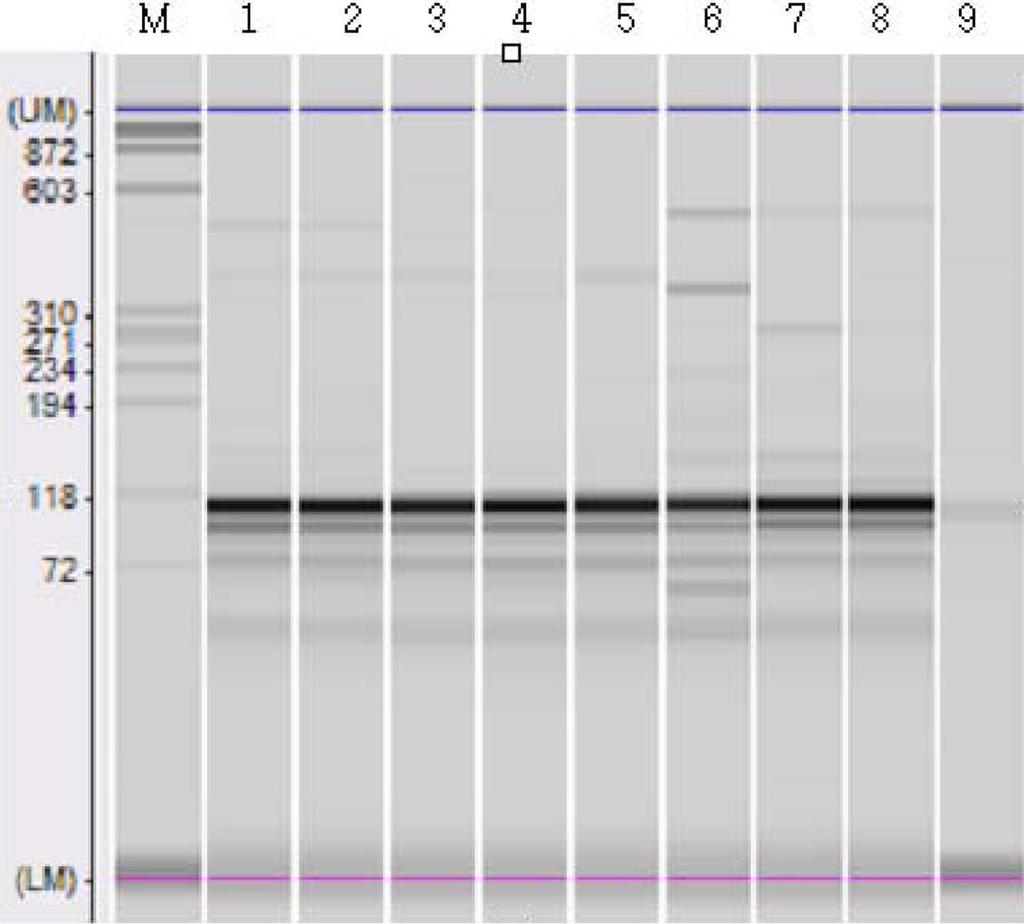 Quantitative Detection of Cow Milk in Goat Milk Mixtures by Real-Time PCR 831 The electrophoresis results of the assayed products after mammalian-specific PCR are shown in Fig. 6.