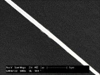 bars 20 µm). (c) Light transmission through a fiber waveguide prepared from recombinant SRT by electrospinning.