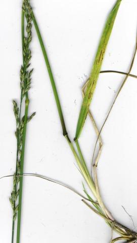 Plant Evaluated Festuca arundinacea