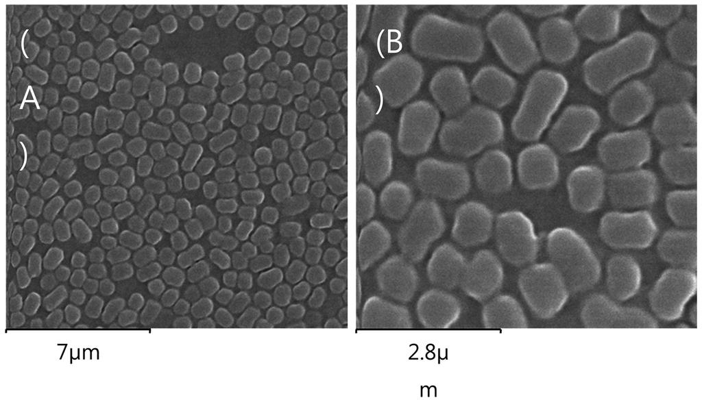 SEM images showing the HAp-coated filter after filtration of E. coli. Fig. 12.