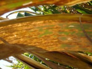 Breeding for Resistance to Gray Leaf Spot Could Provide Yield Protection throughout the Corn Belt 2010