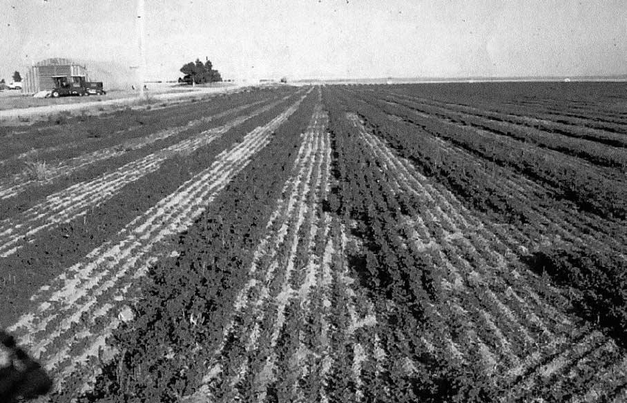 Using Subsurface Drip Irrigation for Alfalfa Figure 4. Picture Showing Alfalfa Germination at 60 inch Spacing of Drip Tapes. inch spacing (Figure 5).