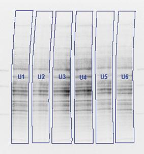 V3 Stain-free gel Stain-free blot Total protein quantification Protein of interest probed with Alexa Fluor 649 Visualize Verify Validate The ChemiDoc MP system
