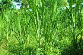 tons/ha/year Napier grass hybrid in Thailand Pennisetum purpureum cv.