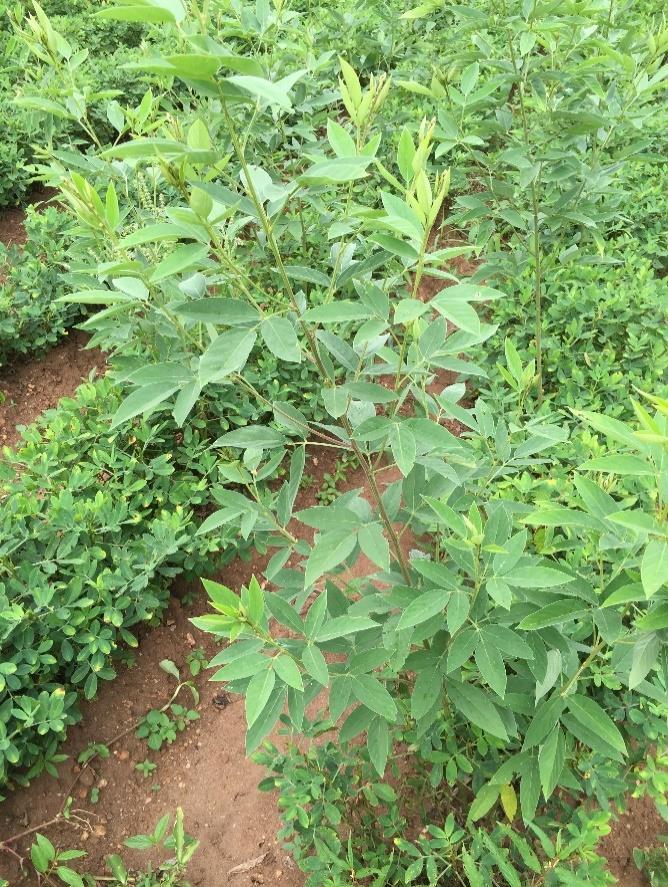 rotated with crops such as maize to take advantage of the fertility left behind by the legumes, says Professor Kanyama- Phiri.