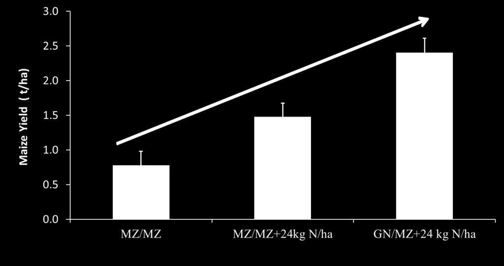 Figure 1: Maize yield under continuous maize (MZ/MZ) with and without inorganic nitrogen fertiliser and a groundnut/maize (GN/MZ) rotation with inorganic nitrogen fertiliser in northern Malawi.