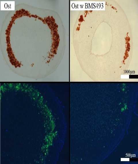 row); n=5/group. Fig.3:Mineralization (top) and apoptosis (bottom) on day 35 is reduced with BMS treatment of MSC-seeded constructs that were challenged with Ost medium.