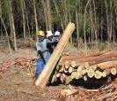 EN 2006 Forest Stewardship