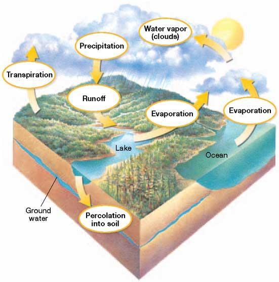 A) Water cycle: evaporation,