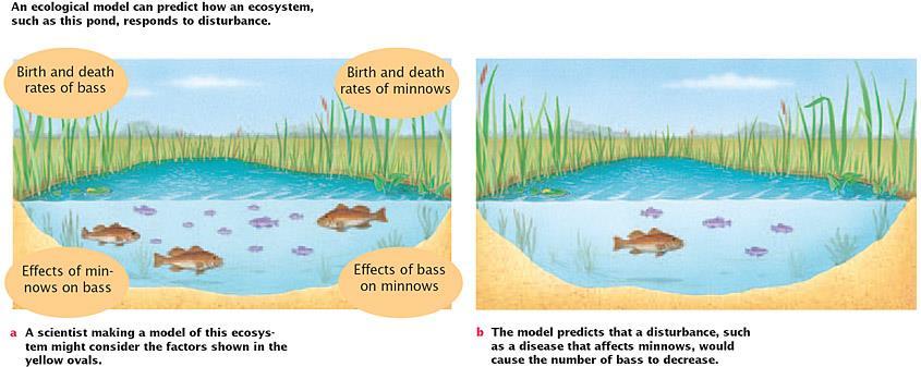 Ecological models help