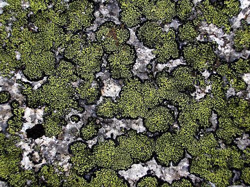 Lichens- break