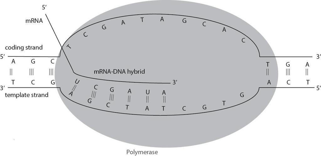 How Does Transcription Start? 83 Figure 7.2: The transcription bubble: After separating the dsdna template the RNA polymerase moves from 3' to 5' direction on the DNA template to synthesize RNA.
