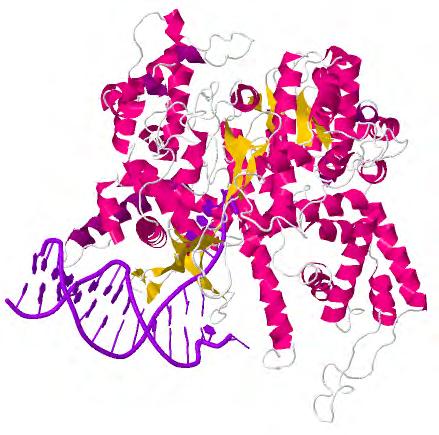 84 Synthesizing the ykkcd Mutant Toxin Sensor RNA in vitro Figure 7.4: T7 RNA polymerase transcription initiation complex (PDB ID 1QLN): The T7 RNA polymerase recognizes a hairpin-shaped promoter.