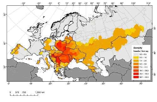 WILD BOAR POPULATIONS Source: The