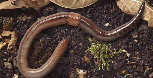 Earthworms Can be very good indicator of soil quality as: they do not move very far (10 metres)
