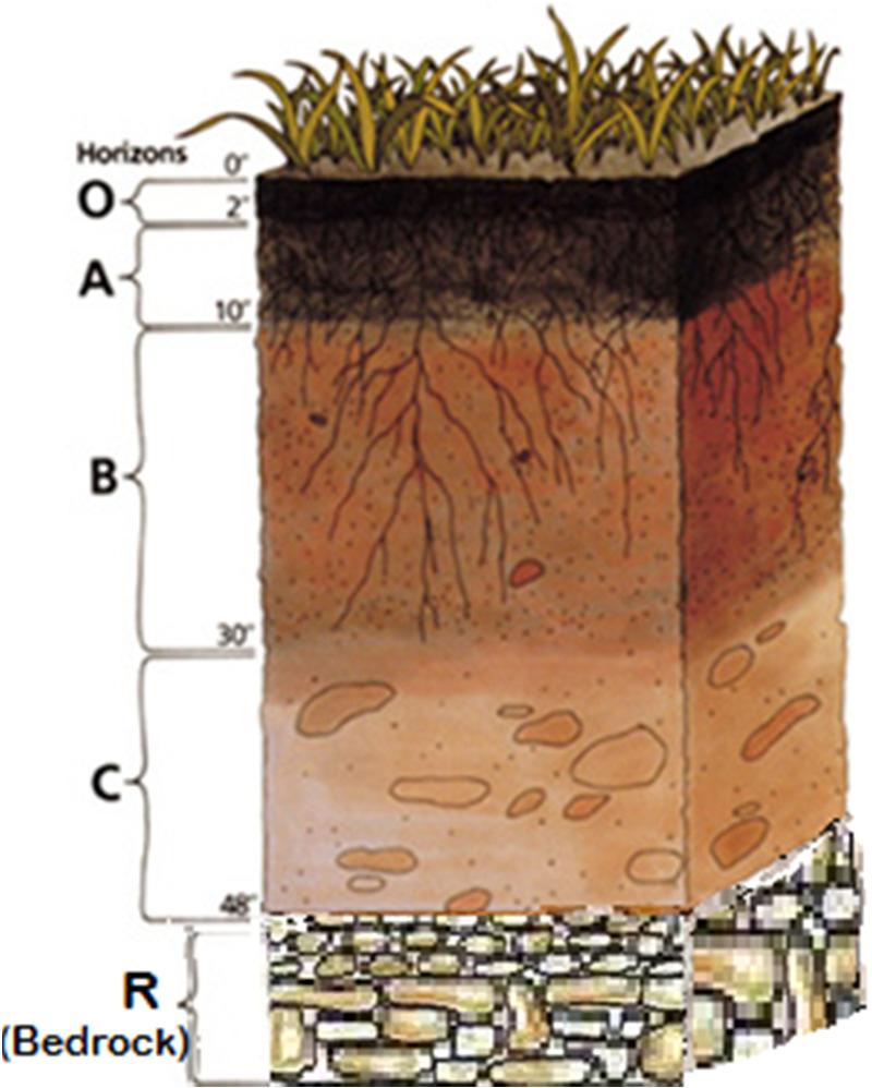 Soil Profile O horizon Organic horizon, generally dead plant material. Can be missing - deeper in forest soils.