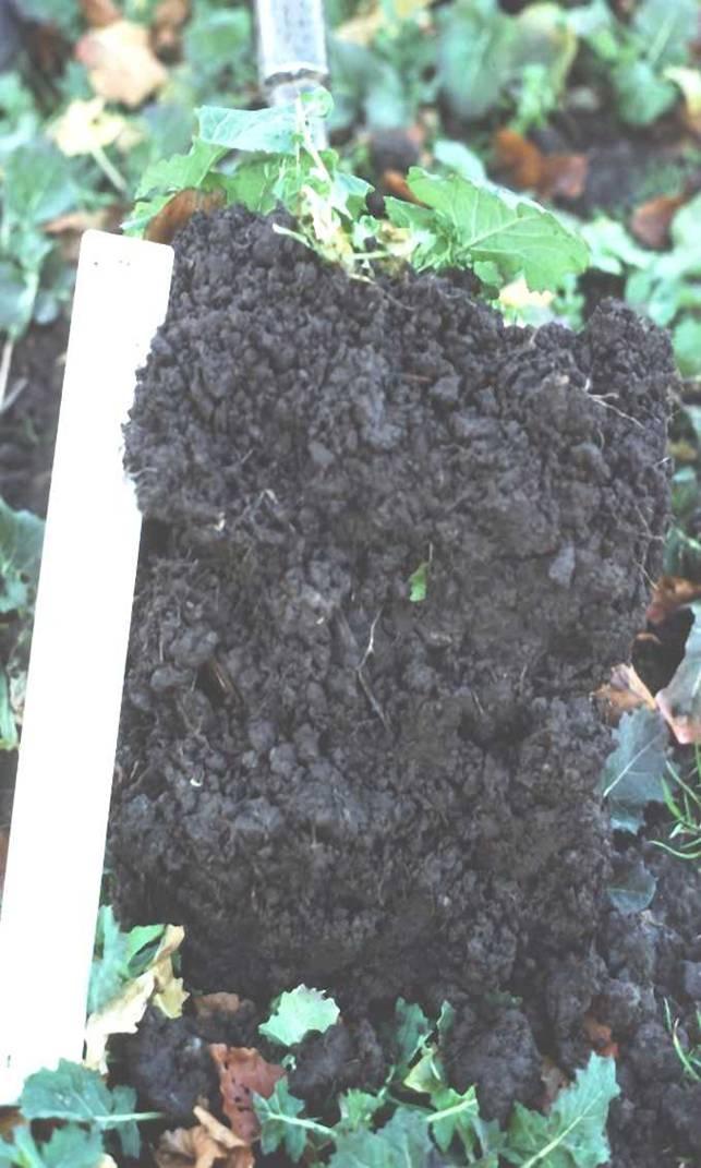 Soil Structure Structure is the how the particles bind together to form aggregates that allows: roots to anchor the plant water to drain through