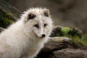 (b) Arctic foxes live in a very cold environment.